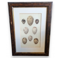 Gravure "8 oeufs"