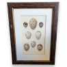 Gravure "8 oeufs"