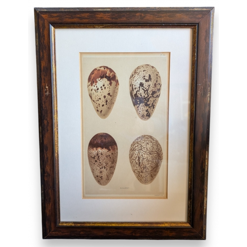"4 Eggs" engraving