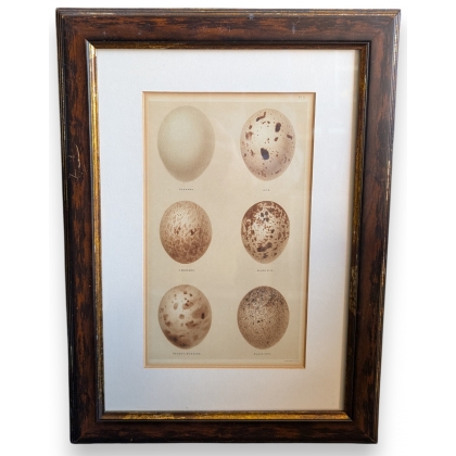 Engraving ‘6 eggs’