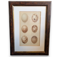 Gravure "6 oeufs"