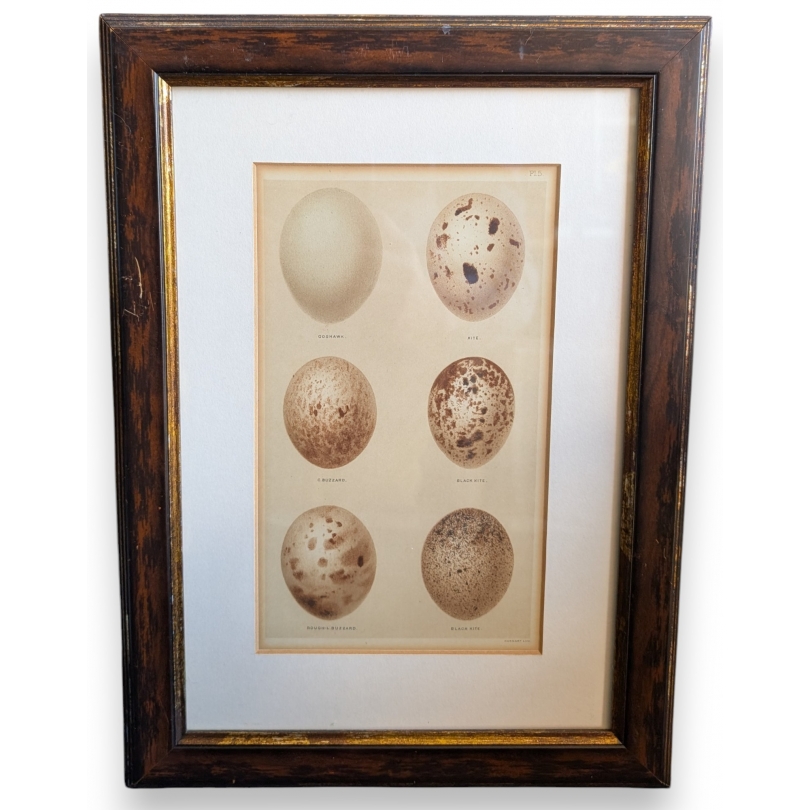Gravure "6 oeufs"