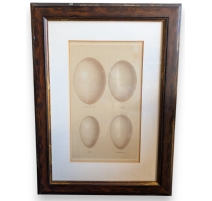 Gravure "4 oeufs"