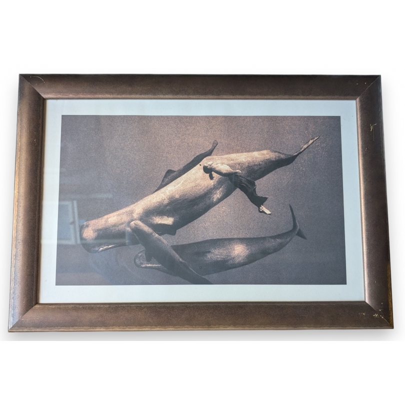 Framed print of "Man and Sperm Whales" by COLBERT