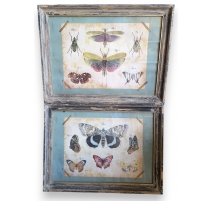 Paire de tirages de gravures "Papillons"