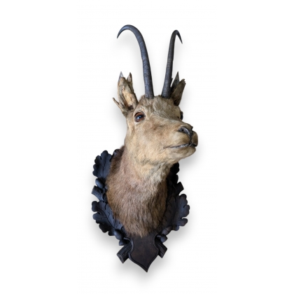 Trophée de chasse Tête de chamois