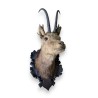 Trophée de chasse Tête de chamois