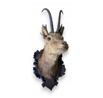 Trophée de chasse Tête de chamois