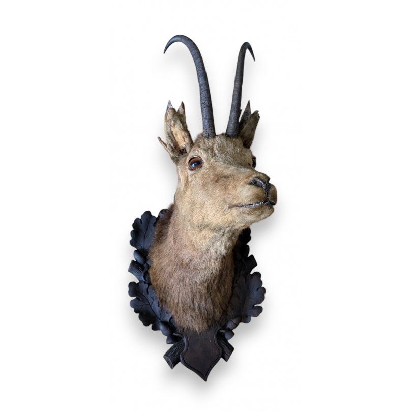 Trophée de chasse Tête de chamois