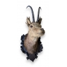 Trophée de chasse Tête de chamois