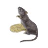 Bronze Souris et son biscuit peint à froid