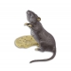 Bronze Souris et son biscuit peint à froid