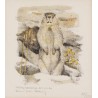 Lithograph entitled ‘Marmotte’, signed COSANDEY