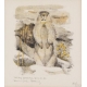 Lithographie "Marmotte" signée COSANDEY