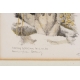 Lithographie "Marmotte" signée COSANDEY