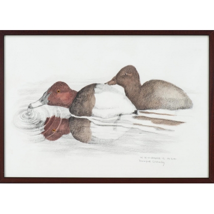 Aquarelle "Fuligule milouin" signée COSANDEY