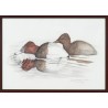 Aquarelle "Fuligule milouin" signée COSANDEY