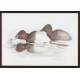 Aquarelle "Fuligule milouin" signée COSANDEY