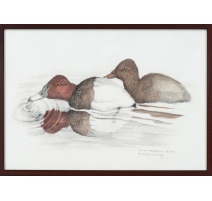 Aquarelle "Fuligule milouin" signée COSANDEY