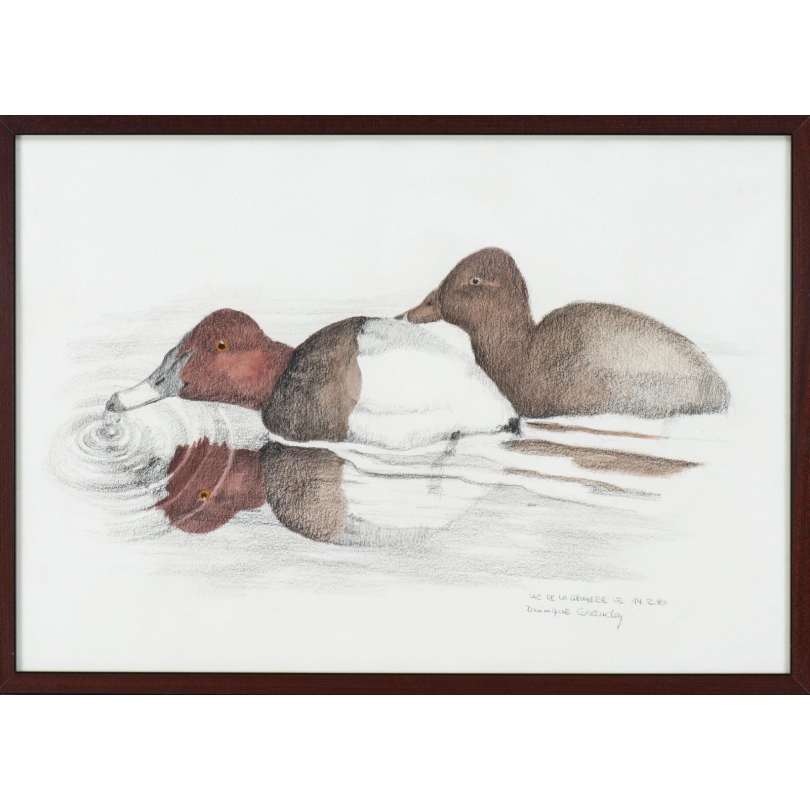 Aquarelle "Fuligule milouin" signée COSANDEY