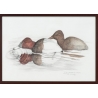 Aquarelle "Fuligule milouin" signée COSANDEY