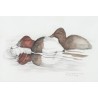 Aquarelle "Fuligule milouin" signée COSANDEY