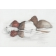 Aquarelle "Fuligule milouin" signée COSANDEY
