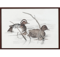 Aquarelle "Sarcelle d'été" signée COSANDEY