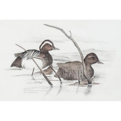 Aquarelle "Sarcelle d'été" signée COSANDEY