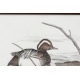 Aquarelle "Sarcelle d'été" signée COSANDEY