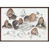 Aquarelle "Fuligule milouin" signée COSANDEY