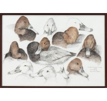 Aquarelle "Fuligule milouin" signée COSANDEY