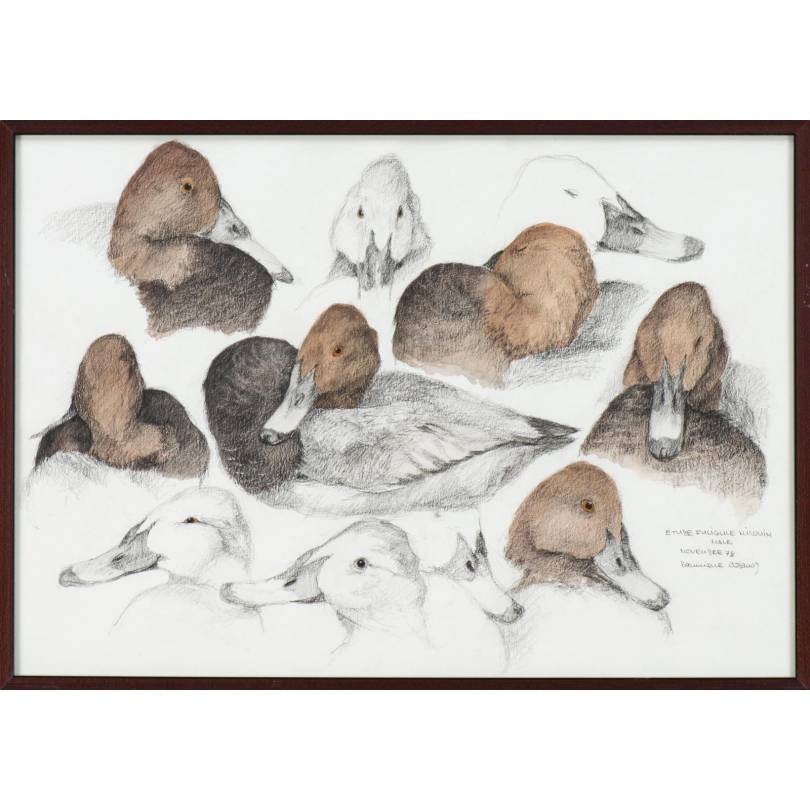 Aquarelle "Fuligule milouin" signée COSANDEY
