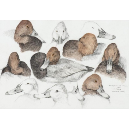 Aquarelle "Fuligule milouin" signée COSANDEY