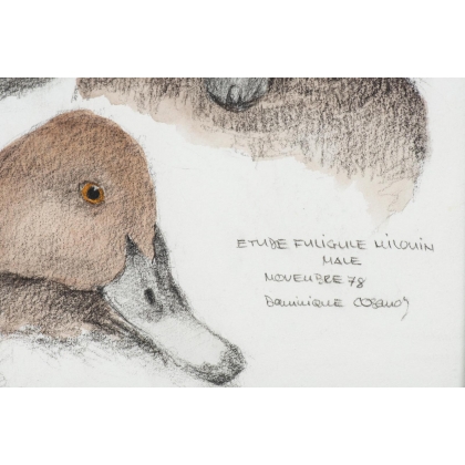 Aquarelle "Fuligule milouin" signée COSANDEY