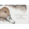 Aquarelle "Fuligule milouin" signée COSANDEY