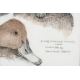 Aquarelle "Fuligule milouin" signée COSANDEY
