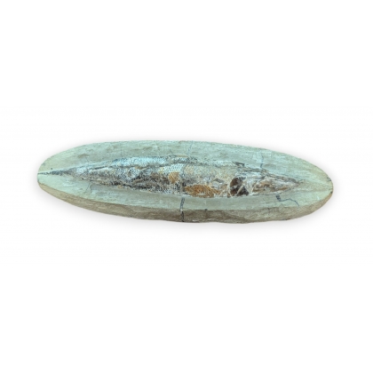 Fossile de Rhacolepis buccalis