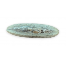 Fossile de Rhacolepis buccalis