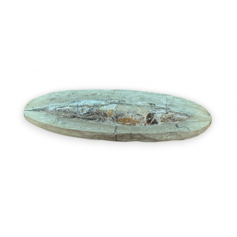 Fossile de Rhacolepis buccalis