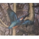 Gravure "Martin-pêcheur" signée Robert HAINARD