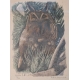 Gravure "Moyen-duc au soleil" signée HAINARD