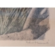 Gravure "Moyen-duc au soleil" signée HAINARD
