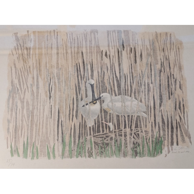 Lithographie "Nid de Spatules" signée C. STERN 93