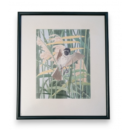 Aquarelle "Moineau" signée C. STERN