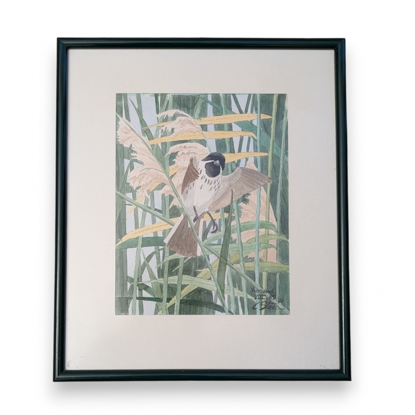 Aquarelle "Moineau" signée C. STERN