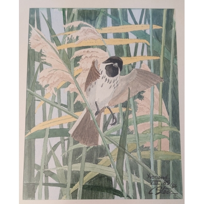 Aquarelle "Moineau" signée C. STERN