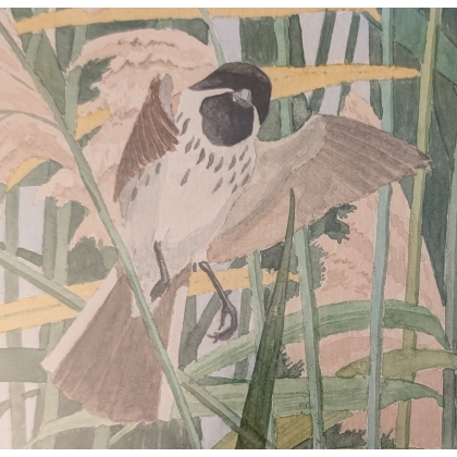 Aquarelle "Moineau" signée C. STERN