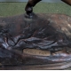 Bronze "Cavalier arabe" d'après BARGE Fils