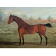 Tableau "Cheval" signé G. COLE